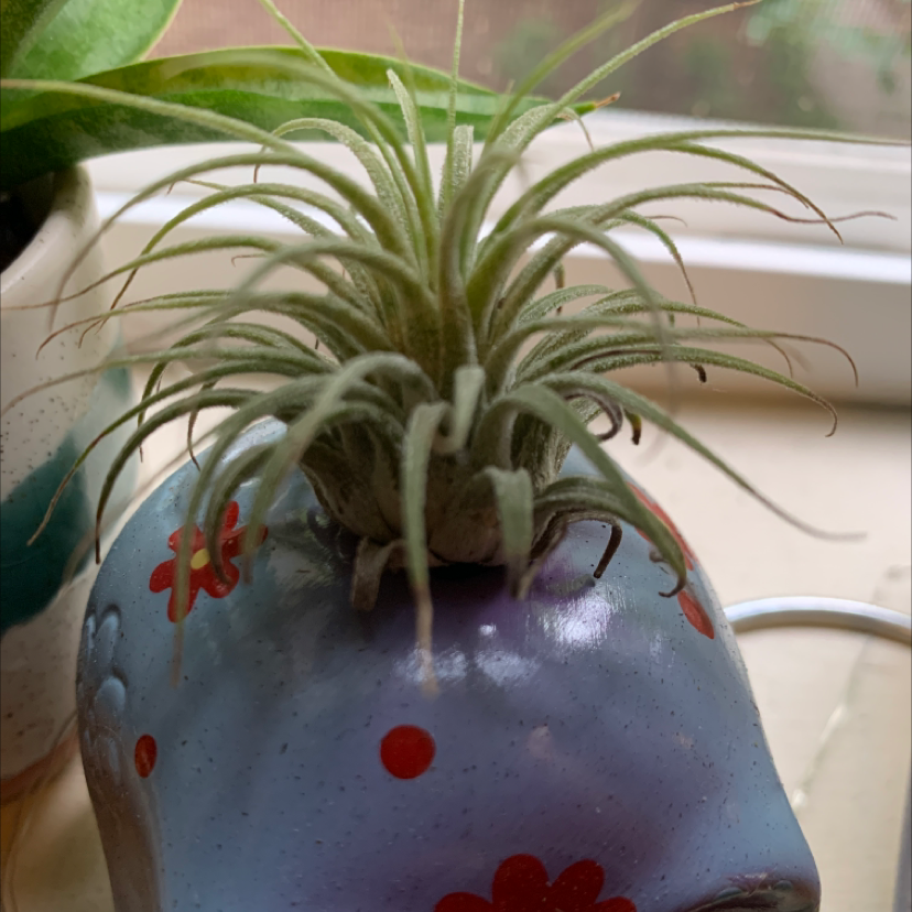 Healthy Blushing Bride Air Plant in a colorful pot with long, thin, green leaves that are slightly curled.