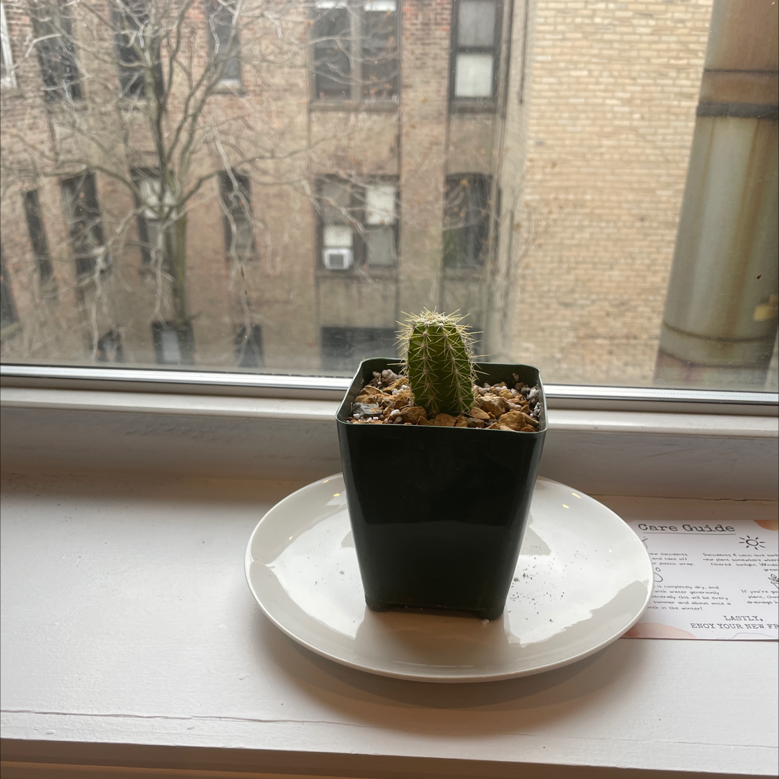 Silver Torch Cactus in a black pot on a white plate by a window.