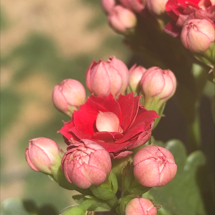 Florist Kalanchoe plant photo by @LayMVM named Athena on Greg, the plant care app.