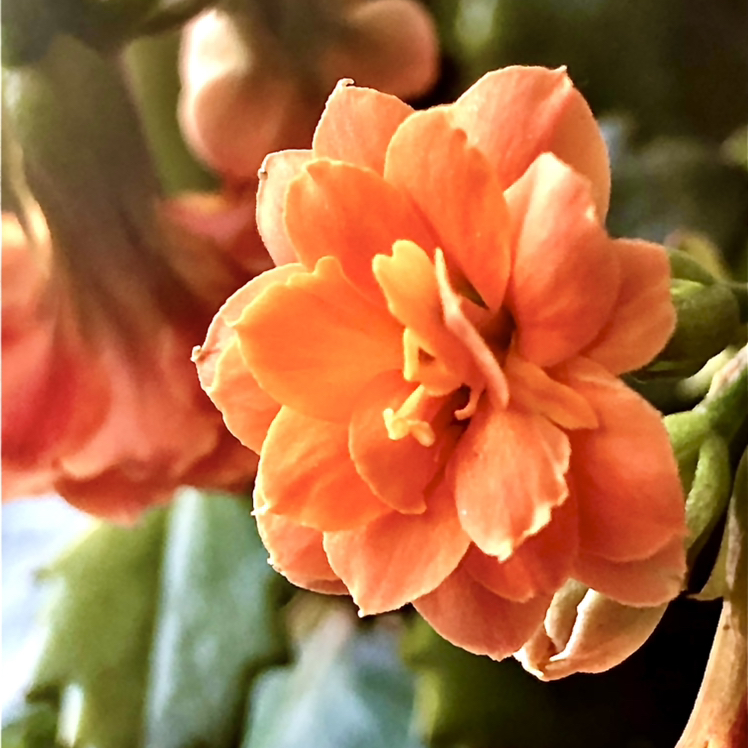Florist Kalanchoe plant photo by @LayMVM named Apollo on Greg, the plant care app.