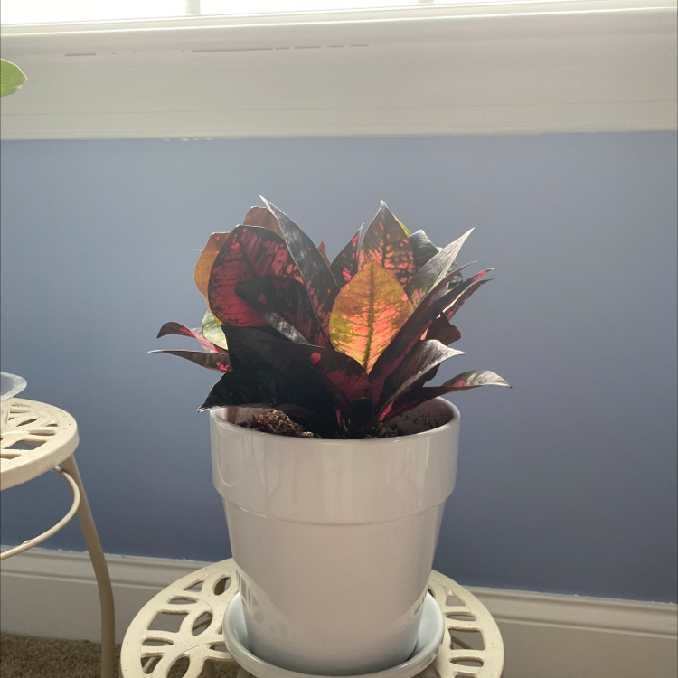 Photo of the plant species Iceton Croton by @Katetickle named Detroit on Greg, the plant care app
