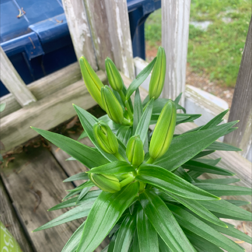 Orange Lily plant with green leaves and multiple unopened flower buds.