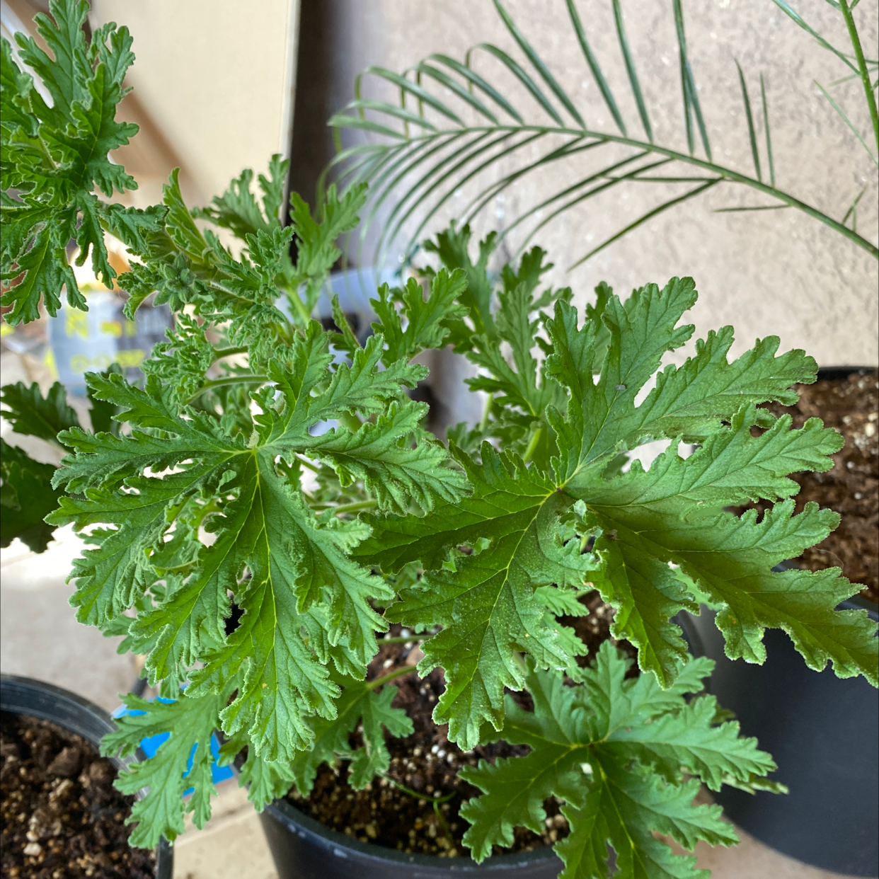 Sweet Scented Geranium with vibrant green, deeply lobed leaves in a pot. Soil is visible.