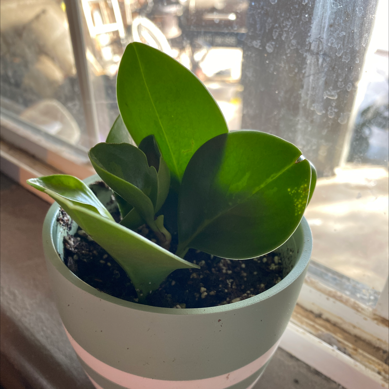 Potted Silver Ripple Peperomia plant near a window with vibrant green leaves.