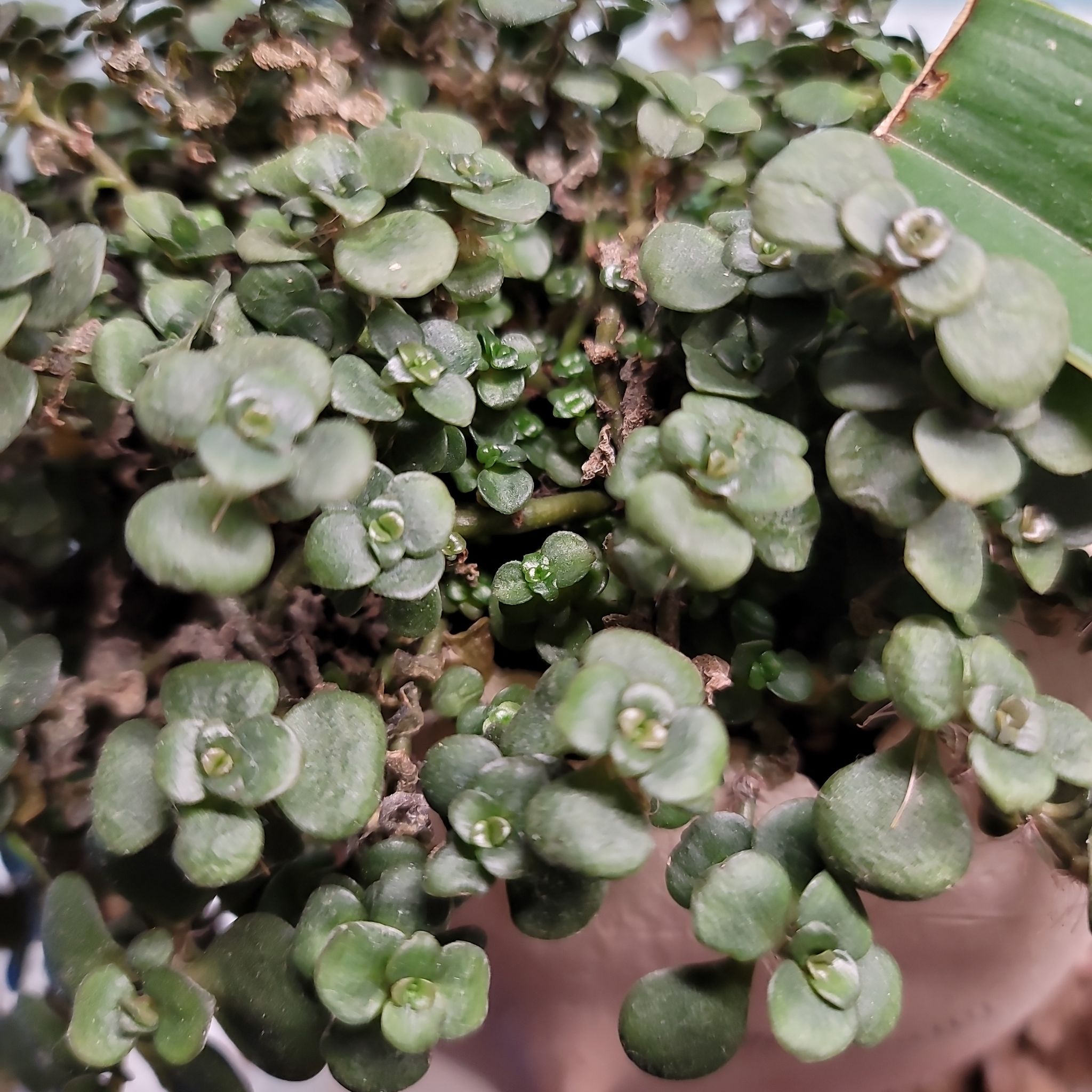 Close-up of a Woodland Stonecrop plant with small, rounded leaves.