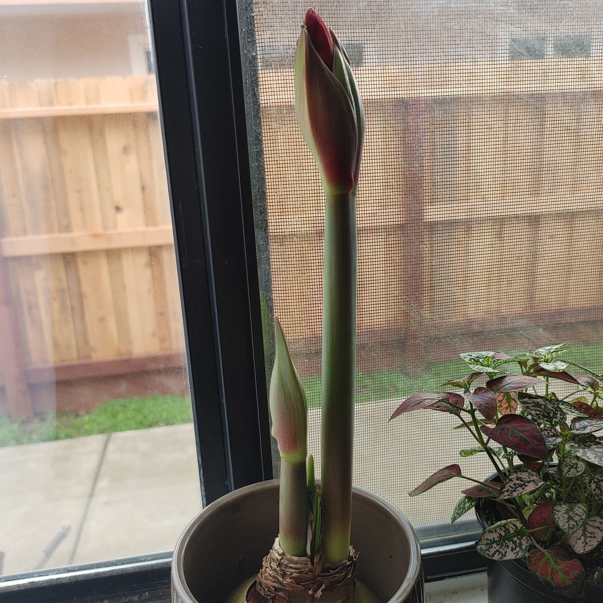 Paperwhite plant with two tall stems and buds, placed by a window.