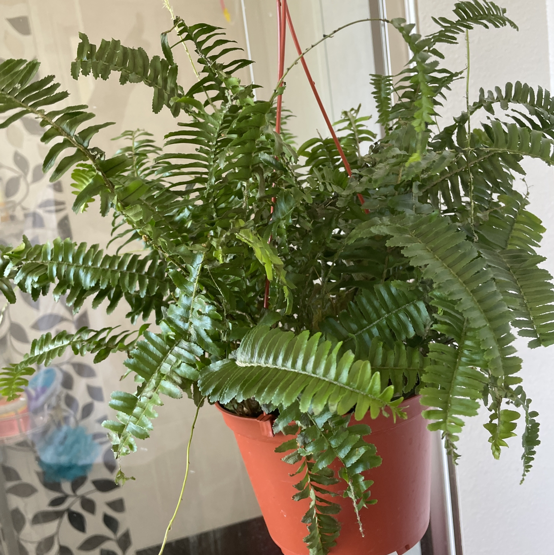 Boston Fern plant photo by @scooby_shrimp named Jennifer￼ on Greg, the plant care app.