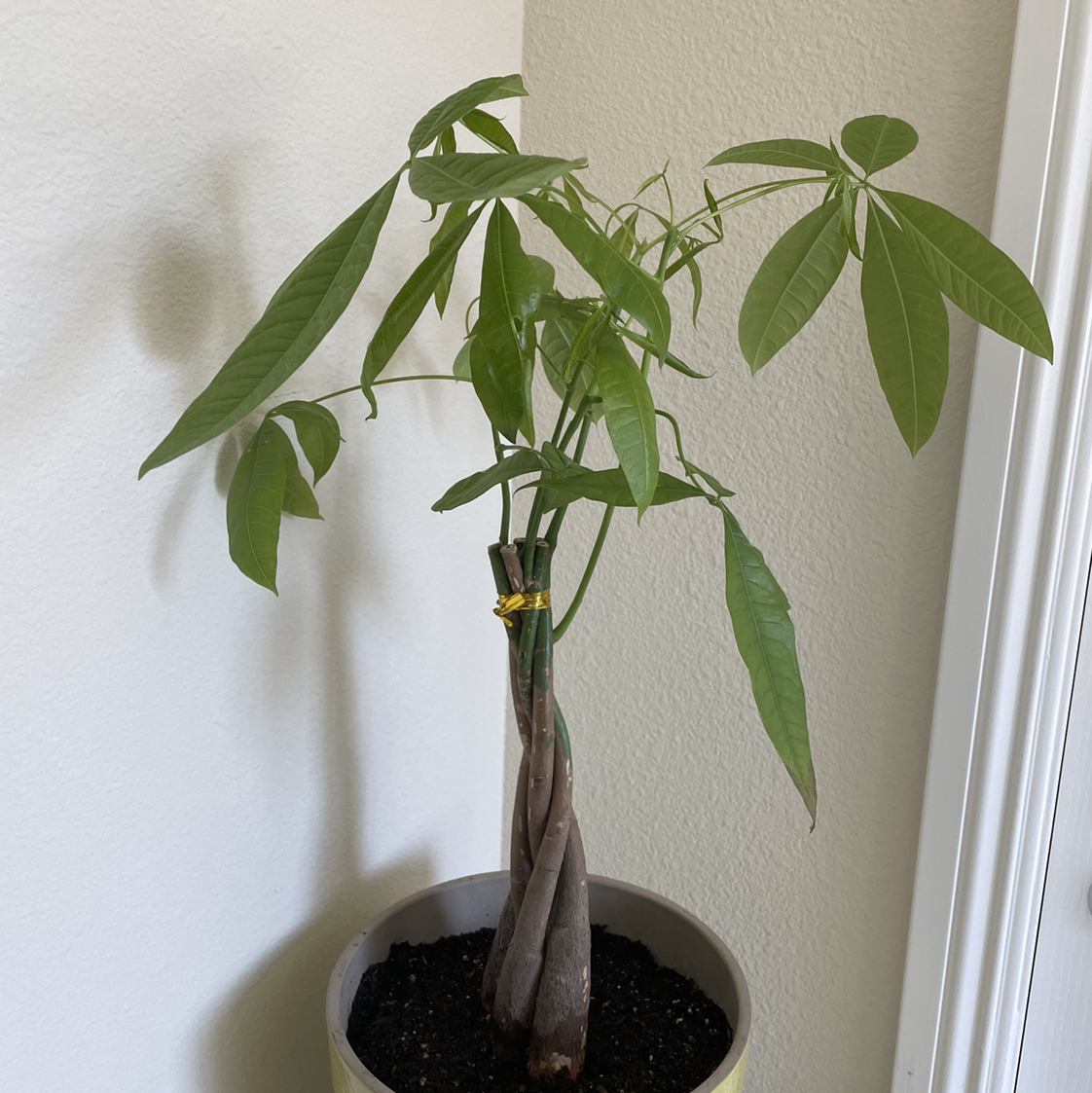 Money Tree plant photo by @scooby_shrimp named Draco on Greg, the plant care app.