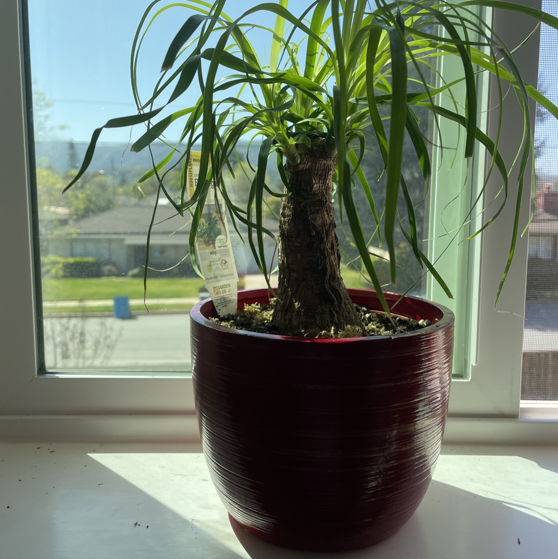 Bottle Palm Tree plant photo by @scooby_shrimp named Marley￼ on Greg, the plant care app.