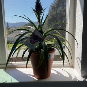 Pineapple plant photo by Scooby_shrimp named Gary on Greg, the plant care app.