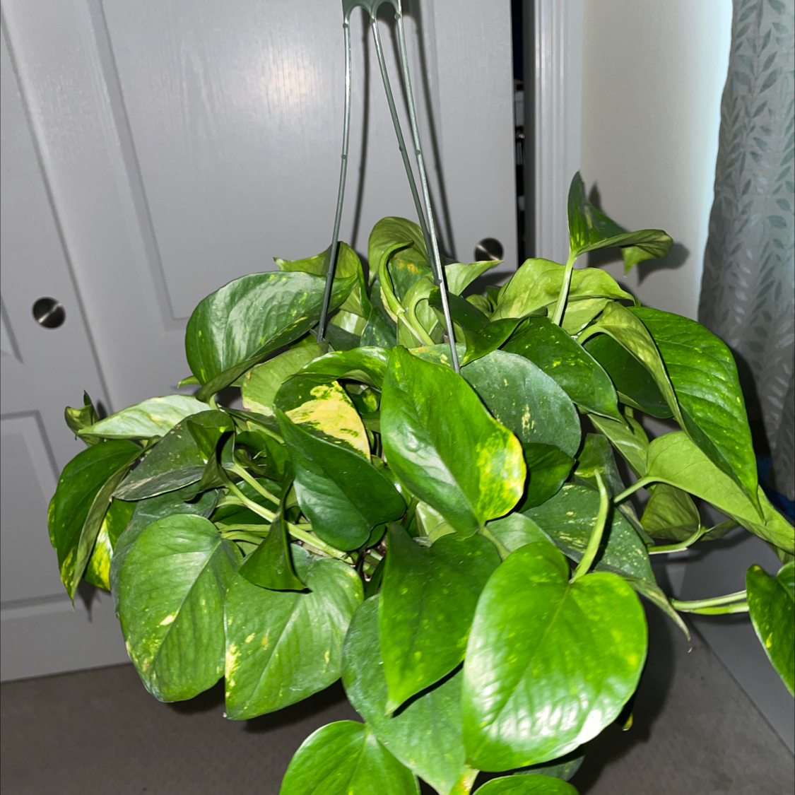 Taro Vine plant photo by @scooby_shrimp named Jermey on Greg, the plant care app.