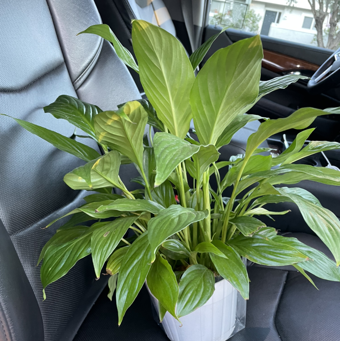 Peace Lily plant photo by @scooby_shrimp named Giorno on Greg, the plant care app.