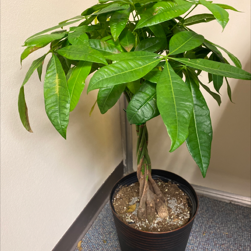 Money Tree plant photo by Victoria named Young Moolah Baby on Greg, the plant care app.
