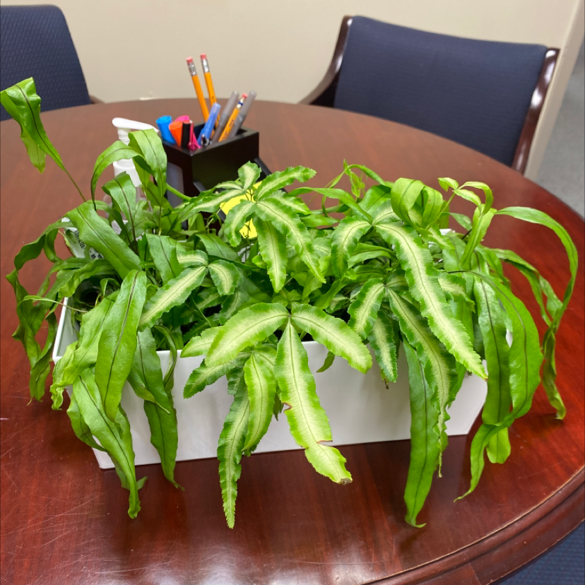 Cretan Brake plant in a white pot on a wooden table, healthy green leaves.