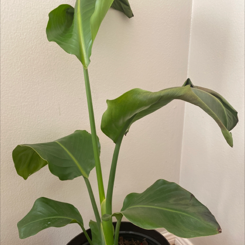 Close-up of a healthy White Bird of Paradise plant with large, vibrant green leaves in a black pot.