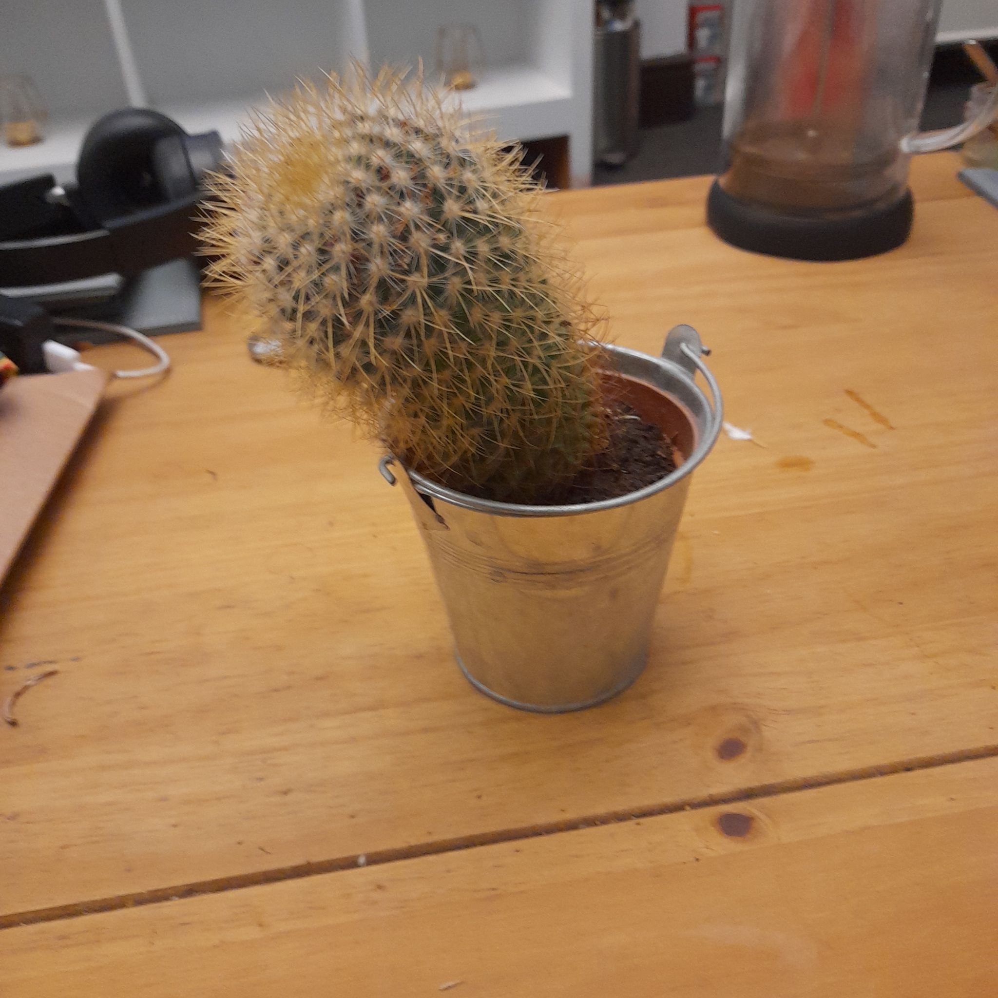 Pincushion Cactus in a metal pot on a wooden surface, appears healthy.