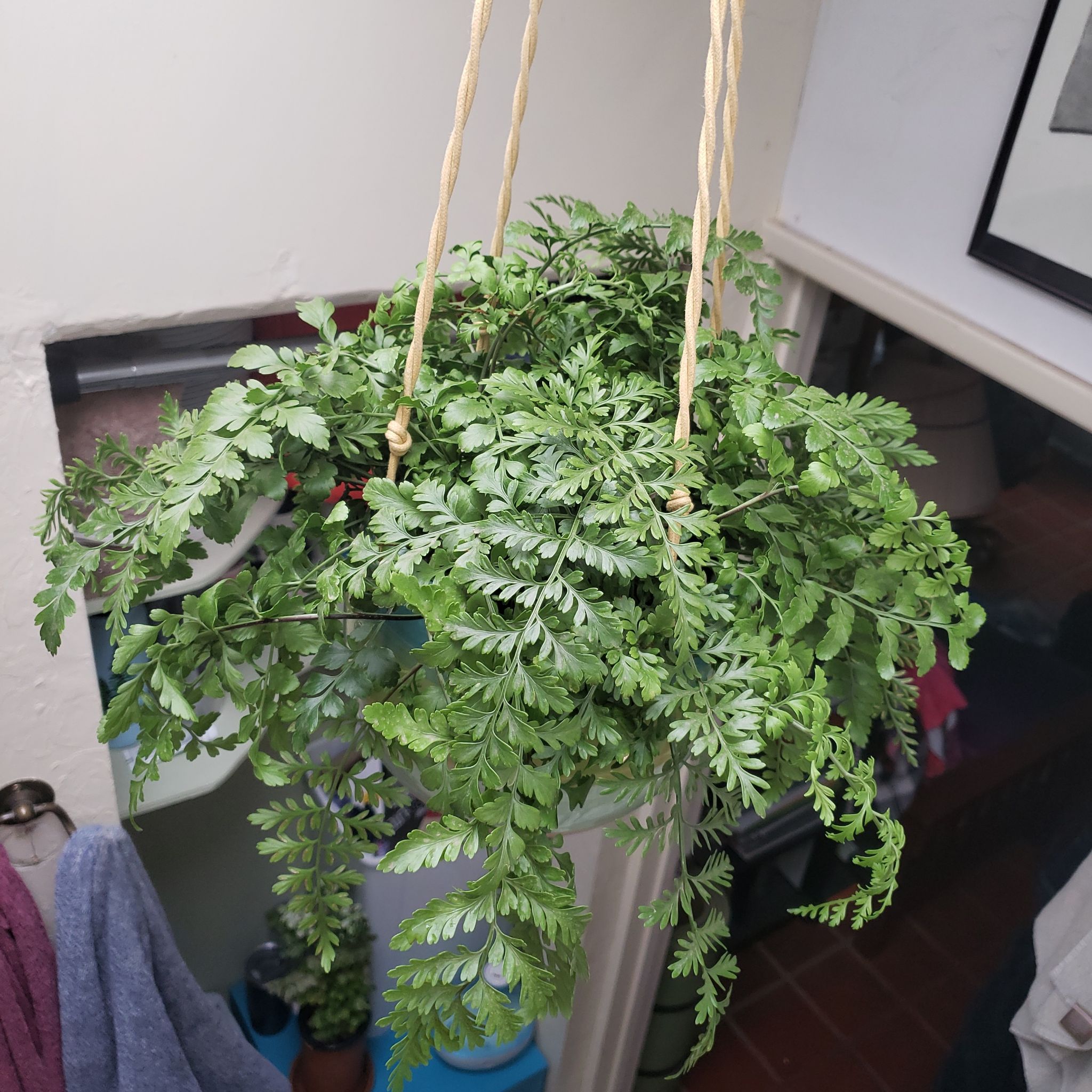 Hanging Austral Gem Fern with lush green foliage, well-framed and in focus.