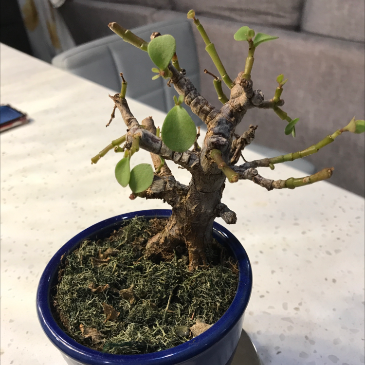 Porkbush plant photo by @Isaithriving named Lana on Greg, the plant care app.
