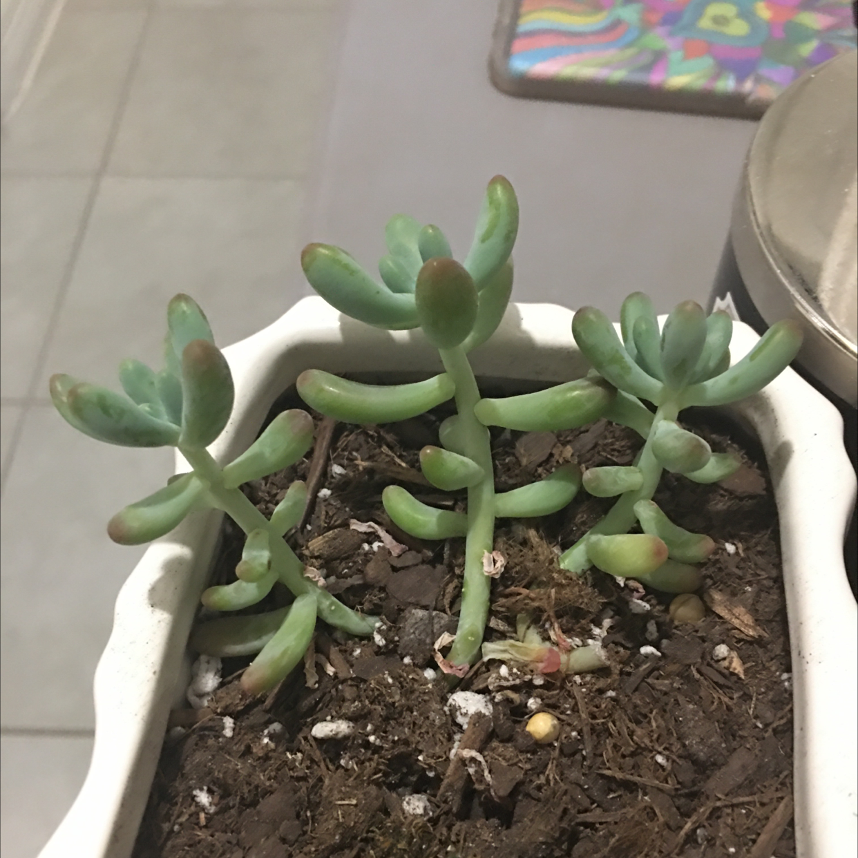 Jelly Bean Plant plant photo by @Isaithriving named NICKI on Greg, the plant care app.