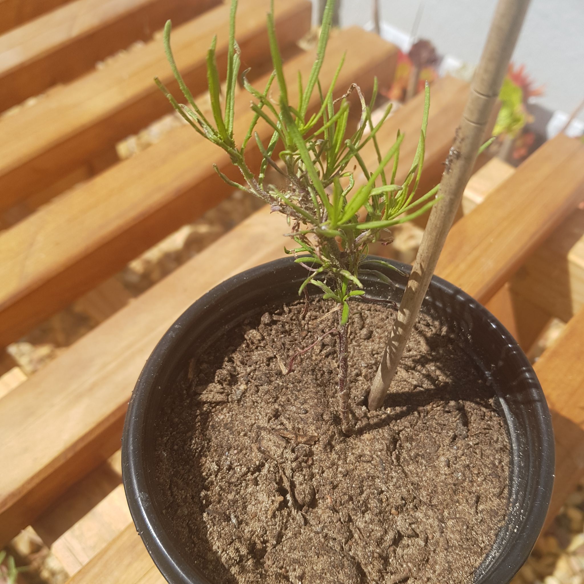 Young Stone Pine plant in a pot with visible soil and some browning needles.