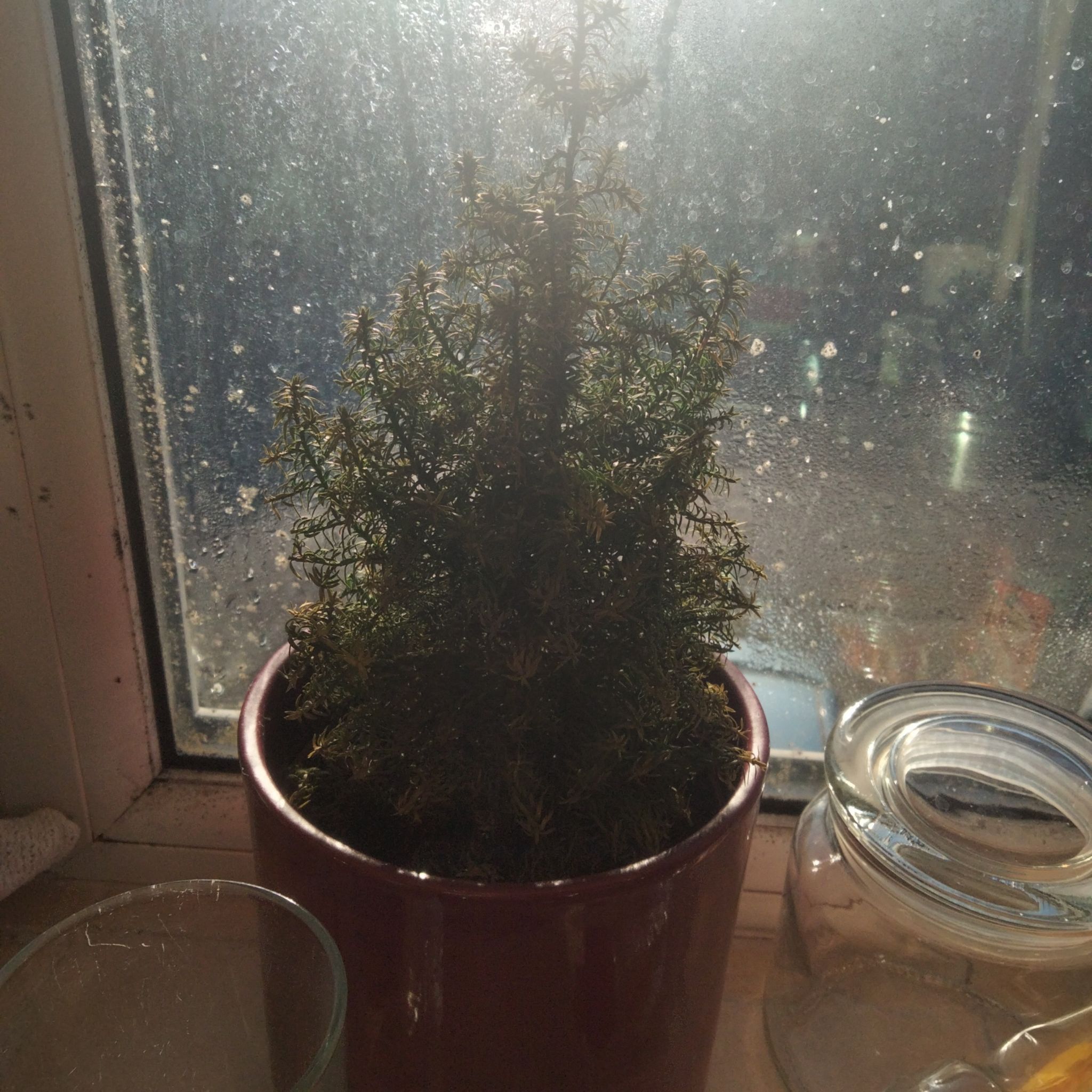 Photo of the plant species Plum Cedar by @DiscreteTipa named Curie on Greg, the plant care app
