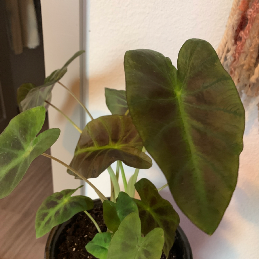 Taro plant photo by @Jessicabailey named Ellie on Greg, the plant care app.