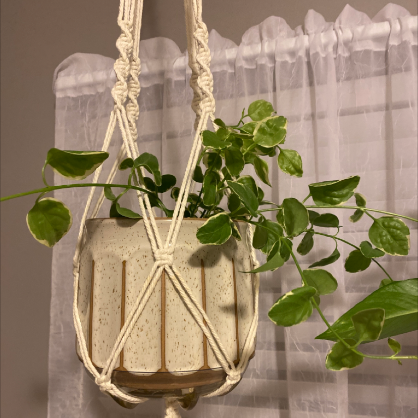Thriving Greater Periwinkle plant with lush green leaves hanging in a macrame planter in front of sheer curtains.