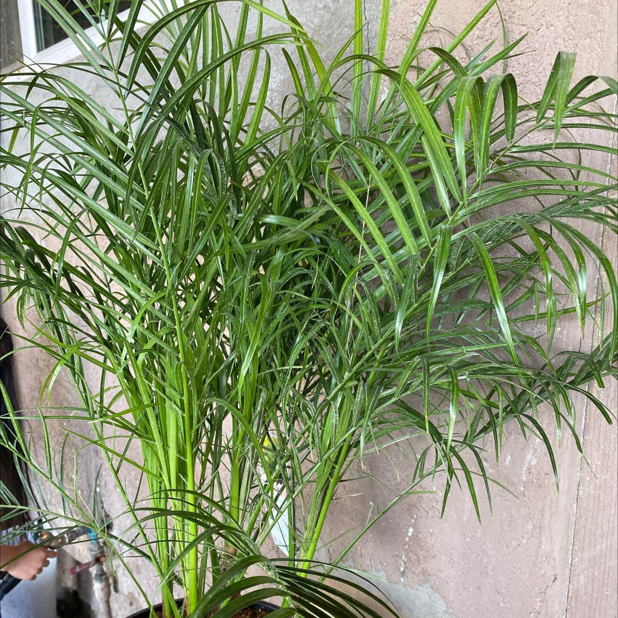 Healthy potted Pygmy Date Palm with long green fronds, slight yellowing on lower leaves. Human hand adjusting frond.