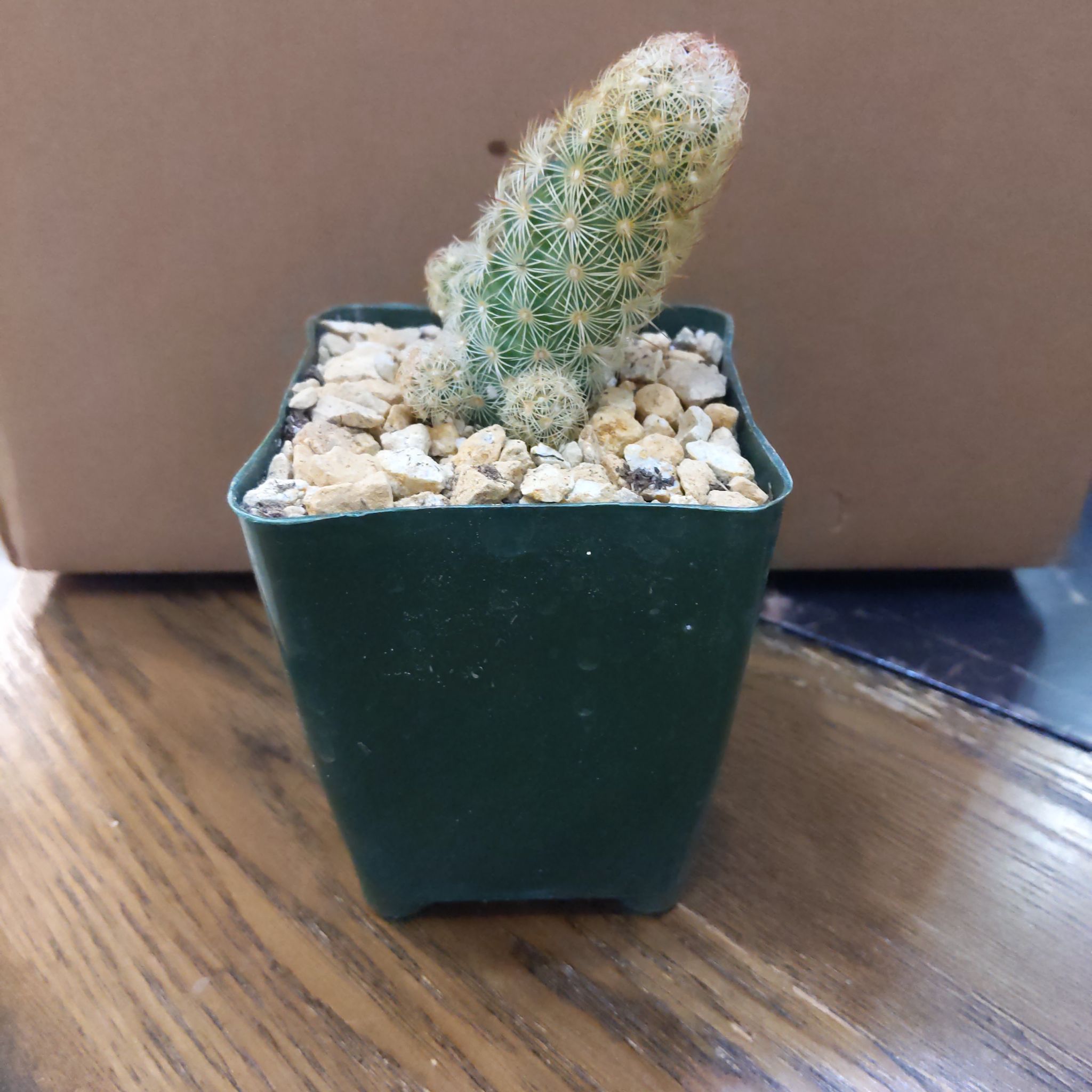 Photo of the plant species Lady Finger Cactus 'Pink Nymph' by @JarOfMayo named Pink Nymph on Greg, the plant care app