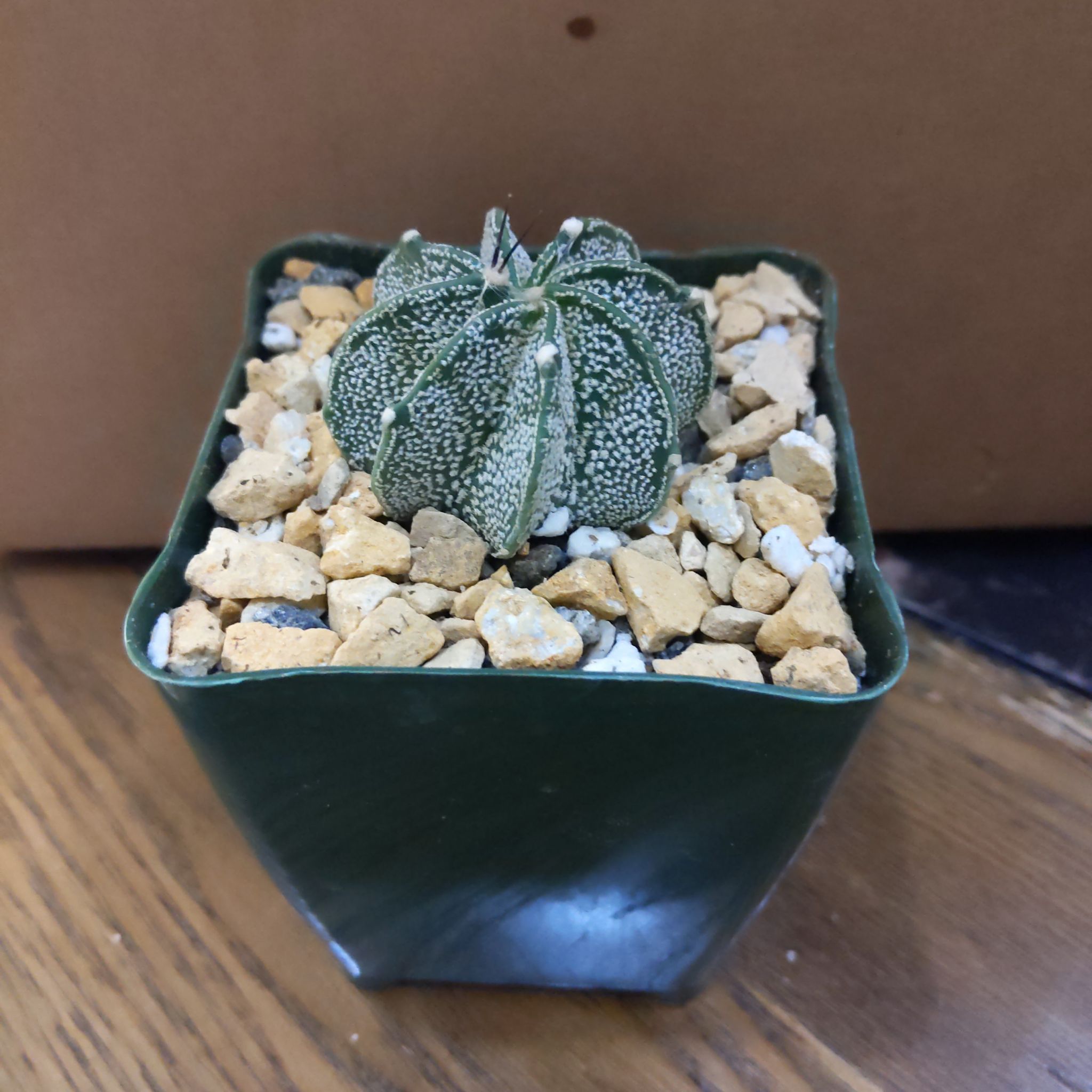 Goat's Horn Cactus in a green pot with gravel on top.