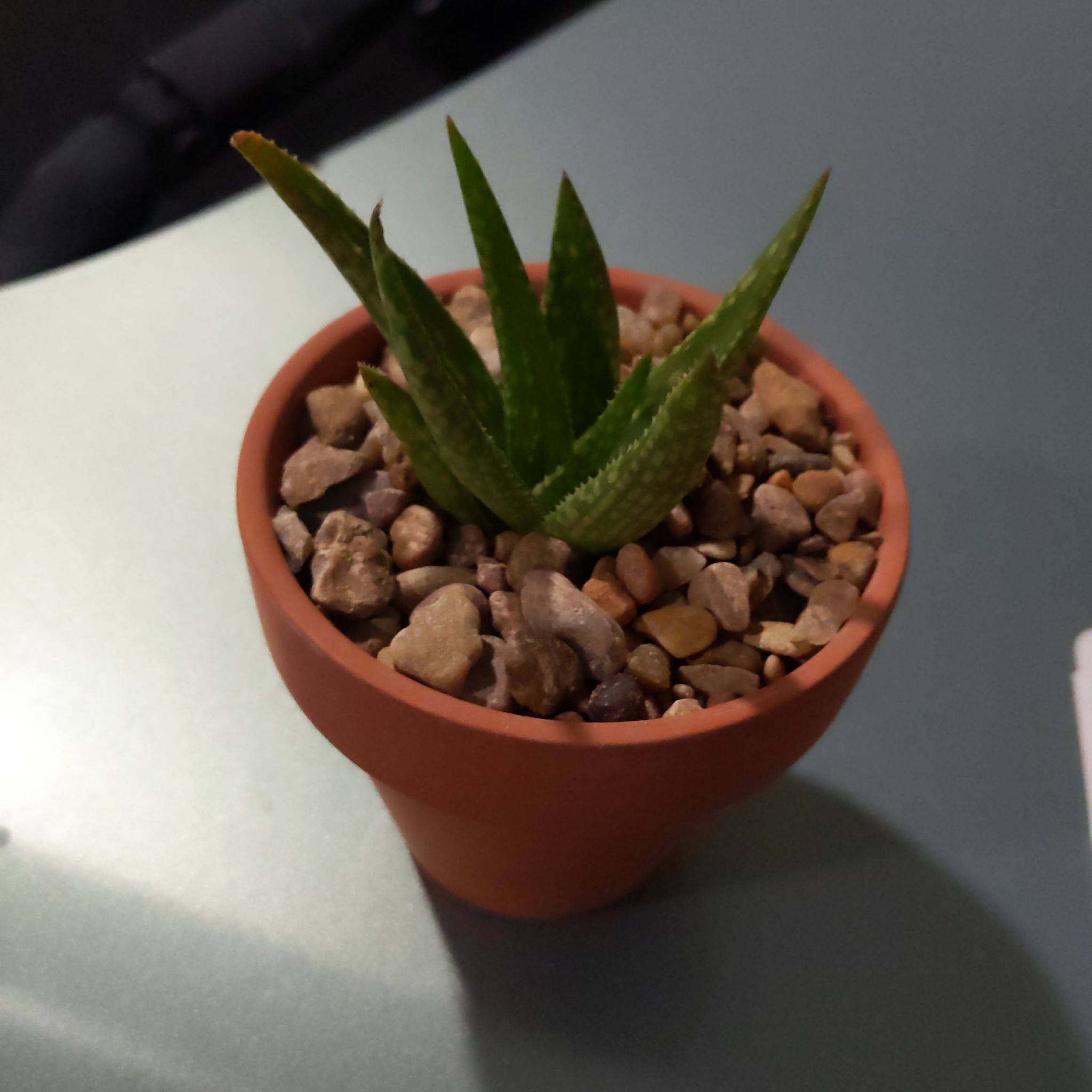 Photo of the plant species Aloe pictifolia by @JarOfMayo named Athena on Greg, the plant care app
