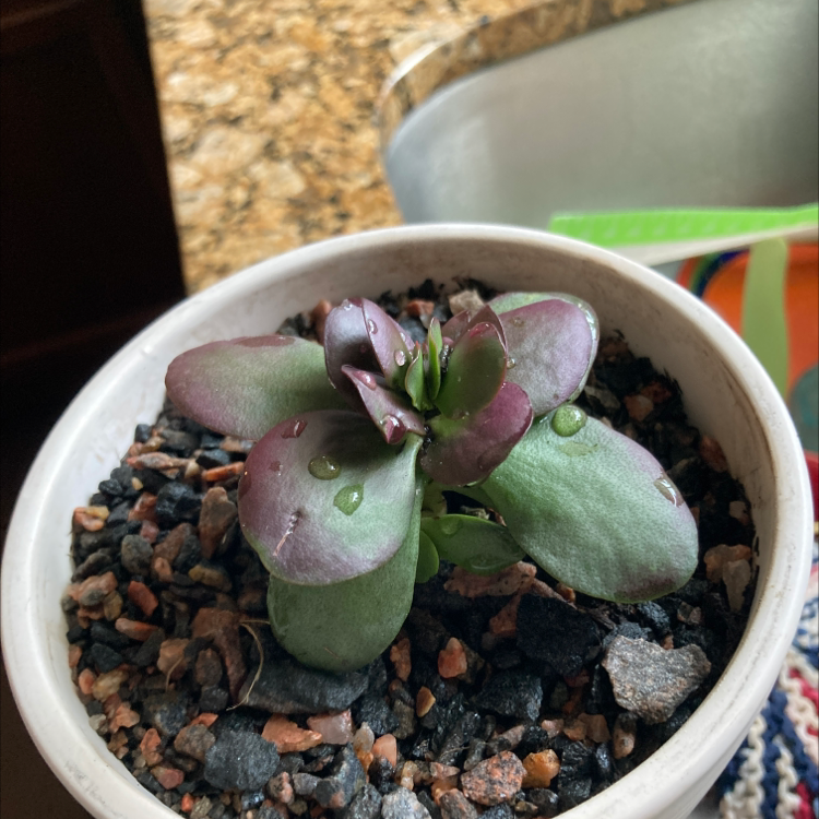 Silver Dollar Plant plant photo by @QuinnWhitePlants named Battlescarred Burt on Greg, the plant care app.
