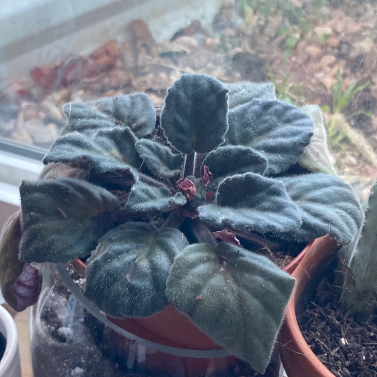 African Violet plant photo by @QuinnWhitePlants named Ronaldo on Greg, the plant care app.