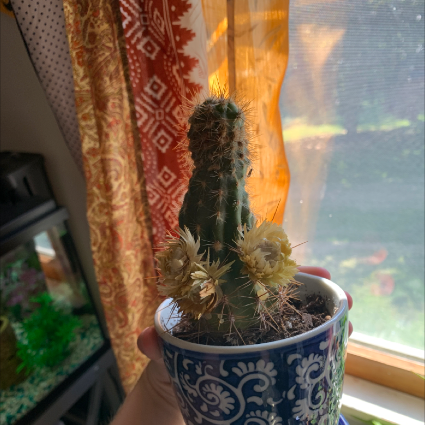 Saguaro cactus in a decorative pot with yellowing flowers, near a window with sunlight.