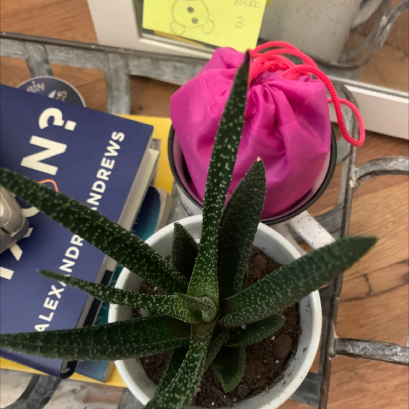 Potted Bredasdorp Gasteria plant with dark green, speckled leaves. Soil visible.