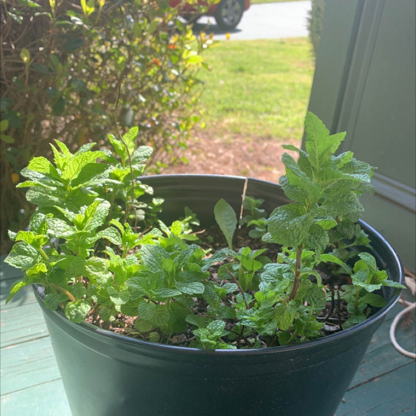 Potted Lemon Balm plant with vibrant green leaves in a well-lit outdoor setting.