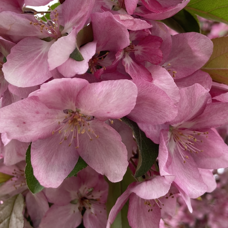 Close-up of healthy pink apple blossoms in full bloom.
