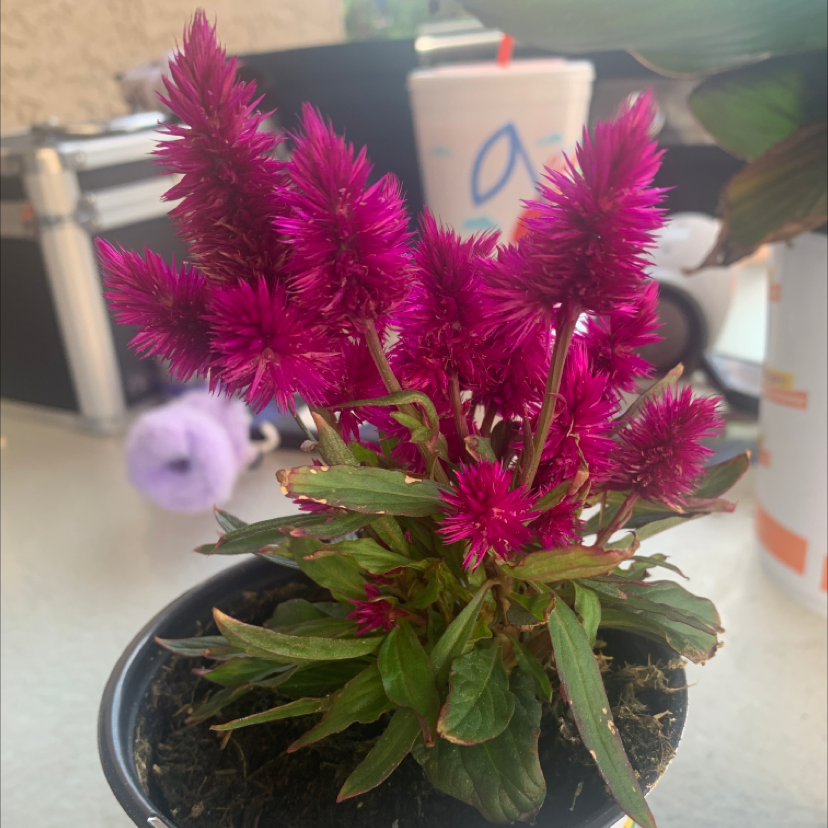 Vibrant pink Cockscomb plant with plumed flowers and green foliage, potted indoors on a table with books in the background.
