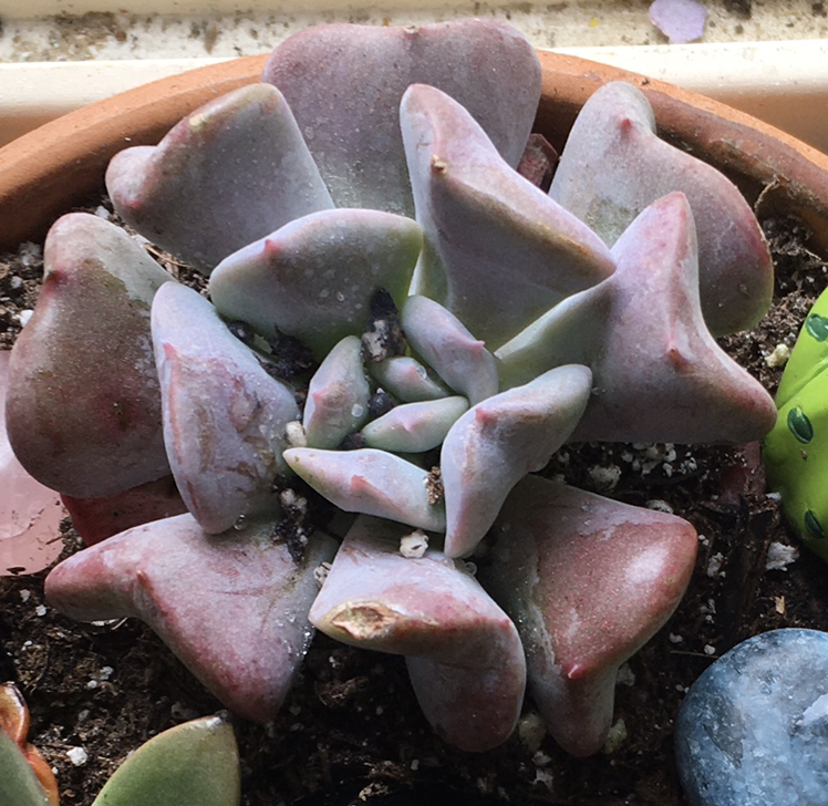 Echeveria 'Cubic Frost™' plant photo by Cj named Tommy (innit) on Greg, the plant care app.