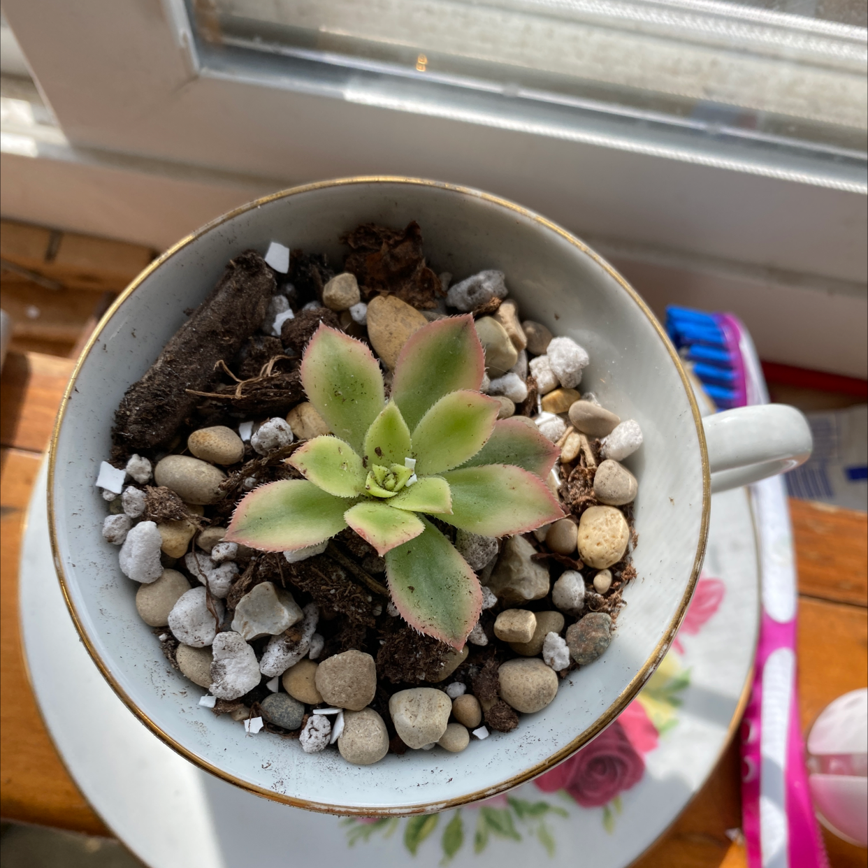 Photo of the plant species Chenille Plant by @indie_swag_fag named Sally on Greg, the plant care app