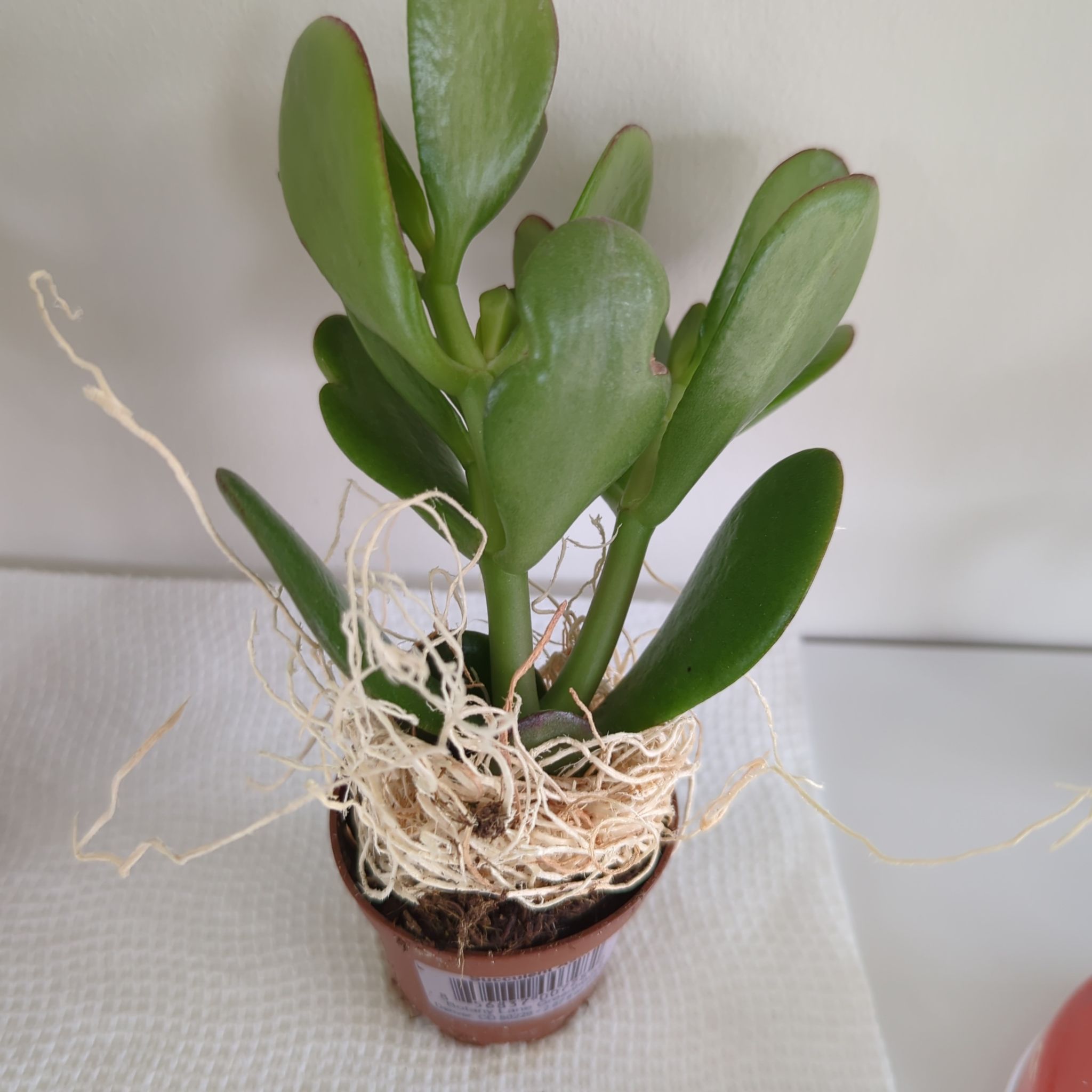 Healthy Jade Plant in a pot with visible soil and vibrant green leaves.