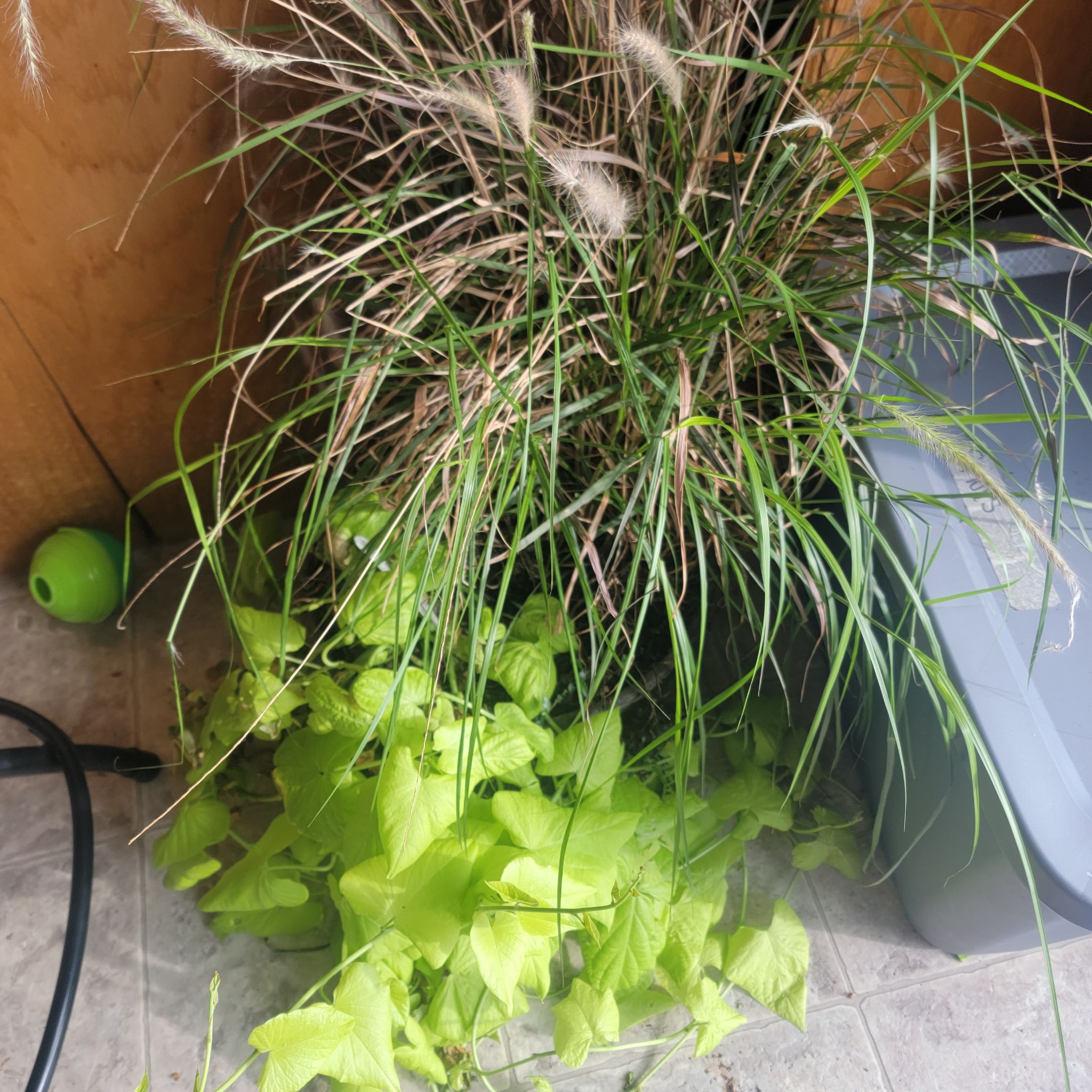 Image of Maiden Grass with long, thin leaves and flowering parts, with another plant at the base.