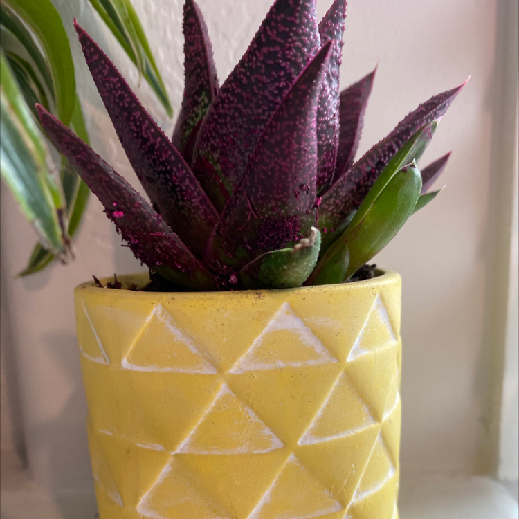 Bredasdorp Gasteria plant in a yellow pot with geometric patterns.