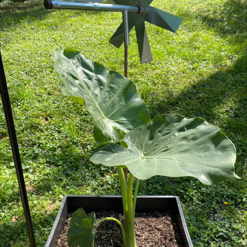 Healthy Elephant Ear Philodendron with large green leaves in a pot.