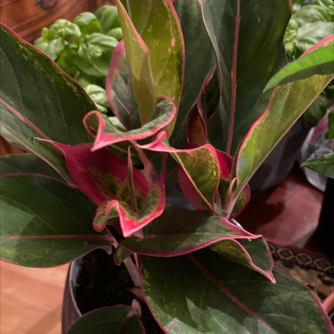 Showy Medinilla plant with vibrant green leaves edged with pink, partially visible soil.