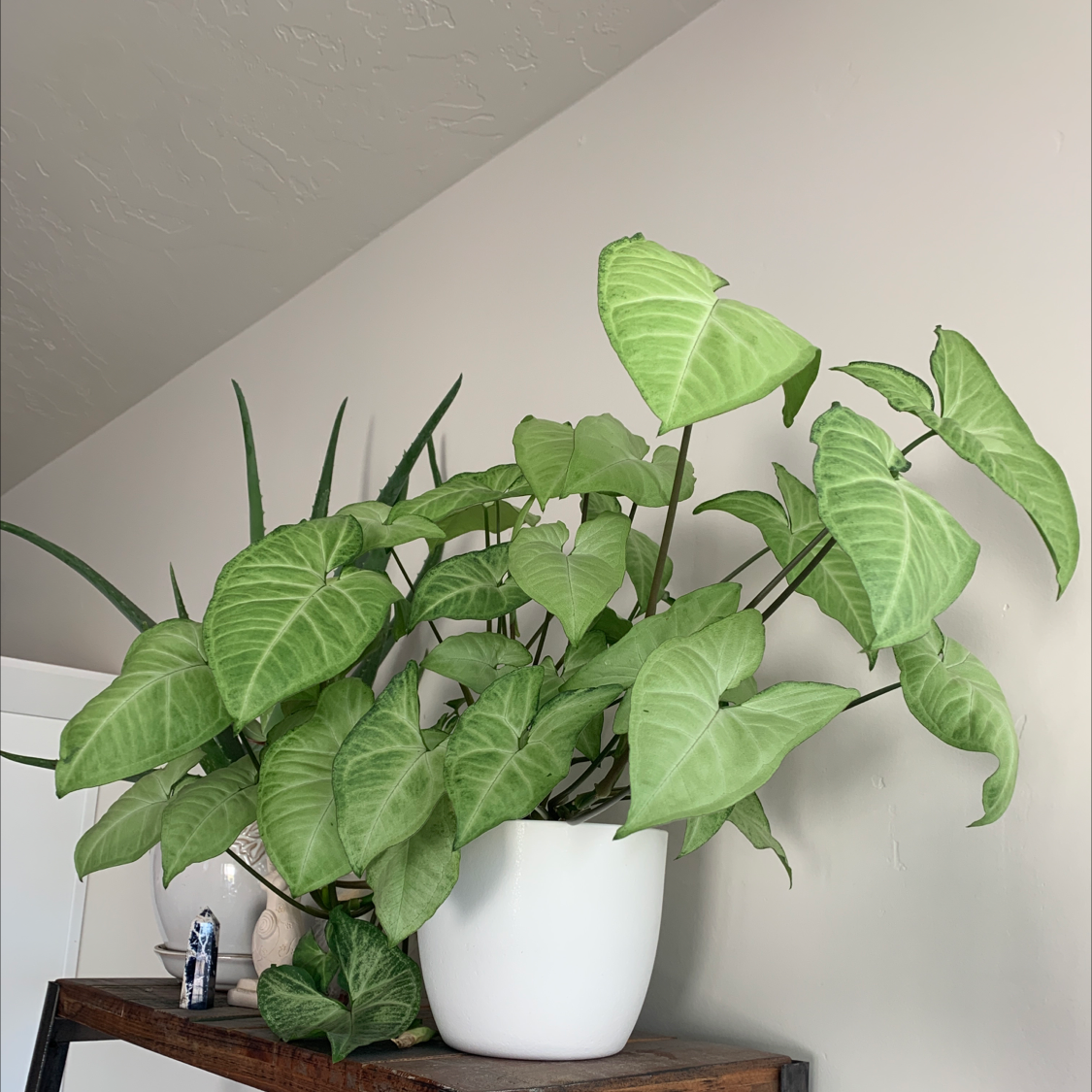 Photo of the plant species Arrowhead Plant by @thehedgewitch named Arrowsmith on Greg, the plant care app