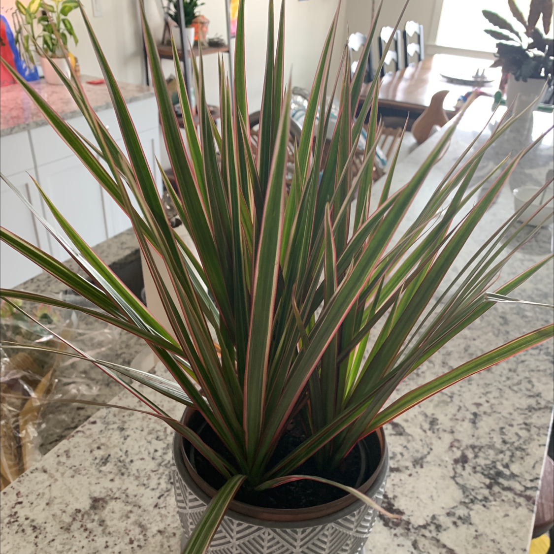 Dracaena marginata 'Bicolor' plant in a decorative pot on a countertop.