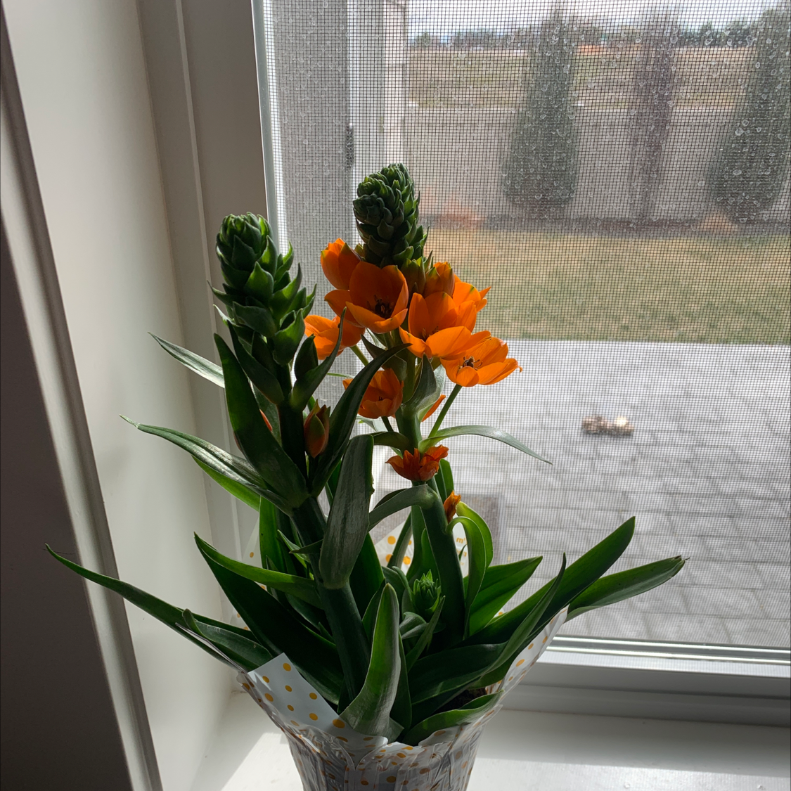 Sun Star plant with vibrant orange flowers on a windowsill.