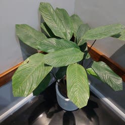 Arrowroot plant