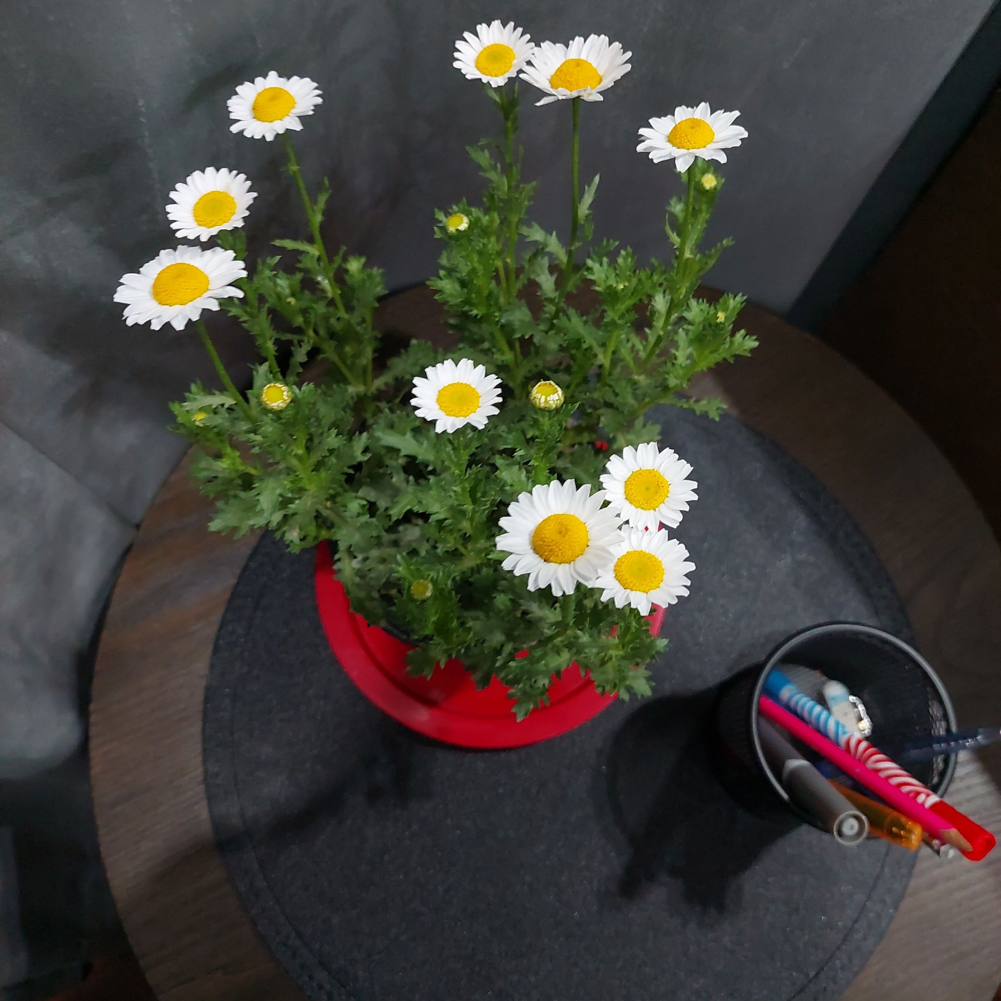 Potted Feverfew plant with white flowers and yellow centers on a table.